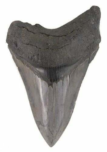 Bargain, Serrated Megalodon Tooth - South Carolina #48862